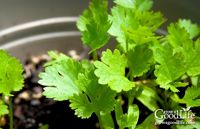 Close up of cilantro growing in a pot.
