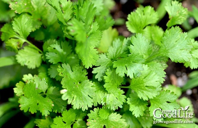 Overhead view of cilantro plant growing in the garden.