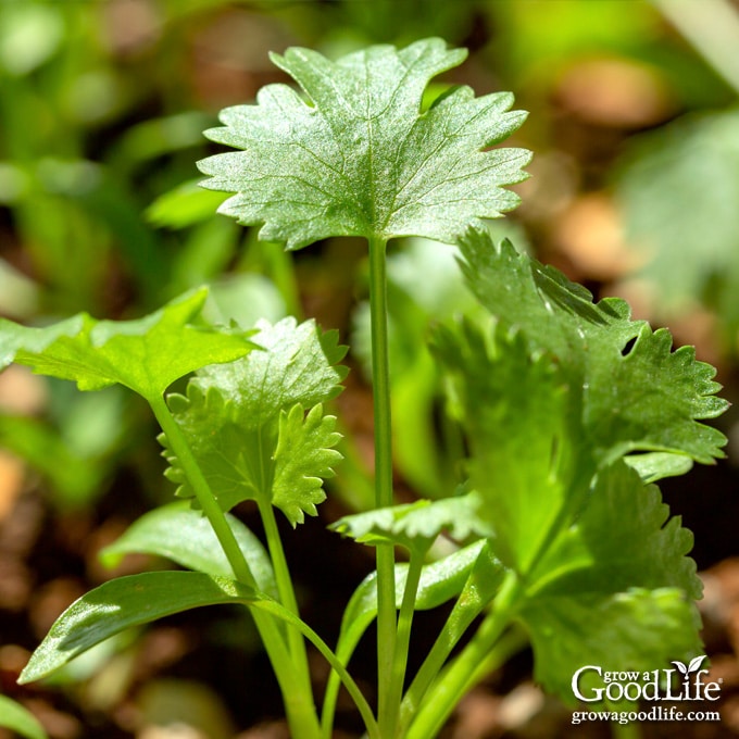 Close up of a young cilantro plant.