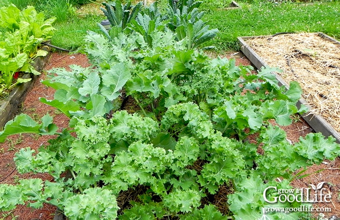Kale plants growing in a partially shaded garden.
