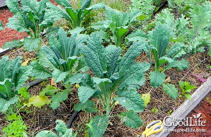 Close up of kale bed in the vegetable garden.