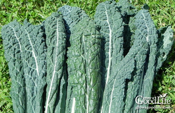 Close up view of lacinato kale.