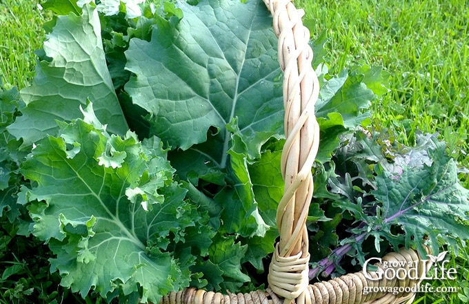 Mixed varieties of kale in a harvest basket.