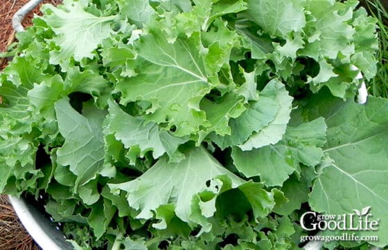 How To Grow Kale