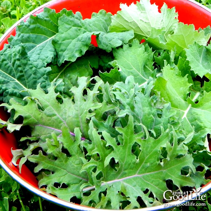 Mixed kale harvest in a red colander.