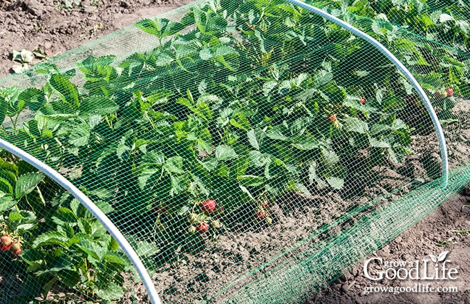 Strawberry bed protected with bird netting.