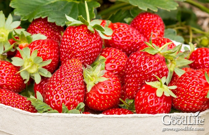 how-to-grow-strawberries