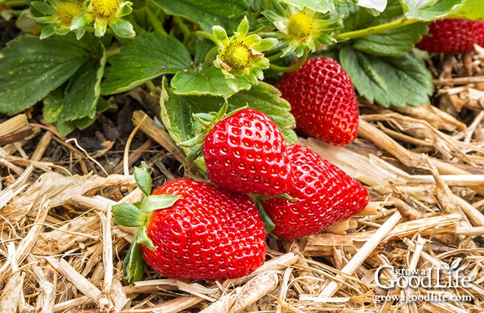 Ripe strawberries in the garden ready to pick.