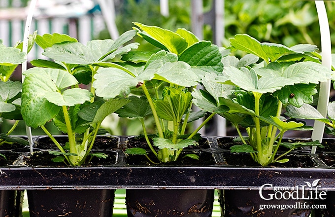 Growing Strawberries — Roots to Fruits Nursery