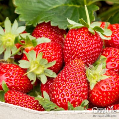 Freshly harvested strawberries in a basket.