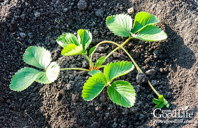 Overhead view of a newly planted strawberry seedling.