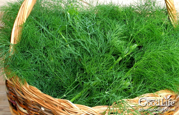 Dill foliage harvest in a wicker basket.