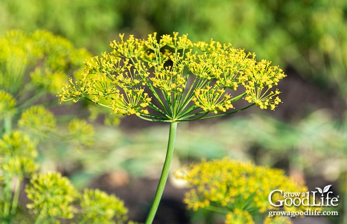 Close up of a yellow dill blossom.