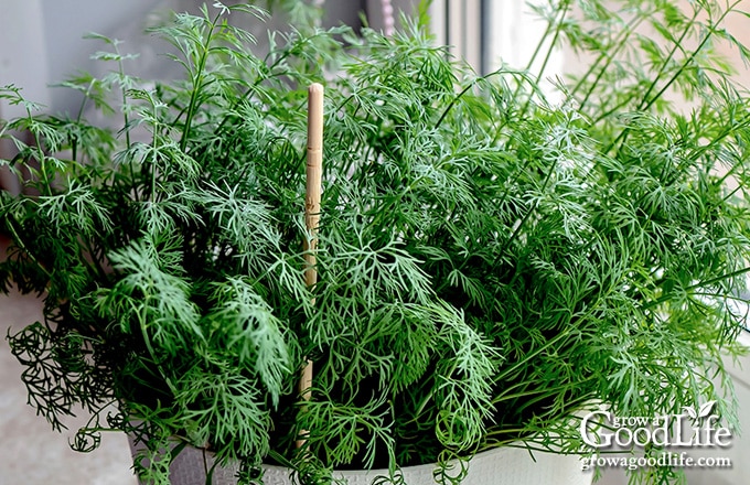 Close up of a dill plant growing in a white pot.