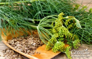 How to Grow Dill