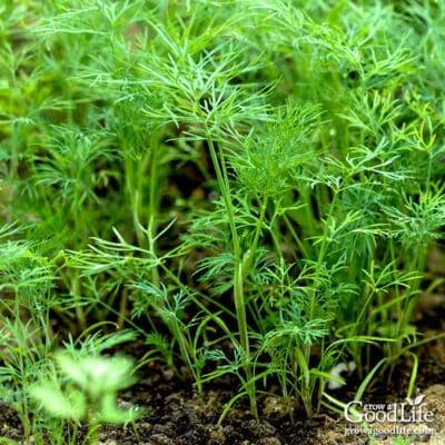 Dill plants growing in the garden.