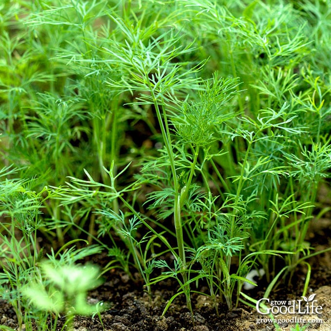 How to Grow Dill