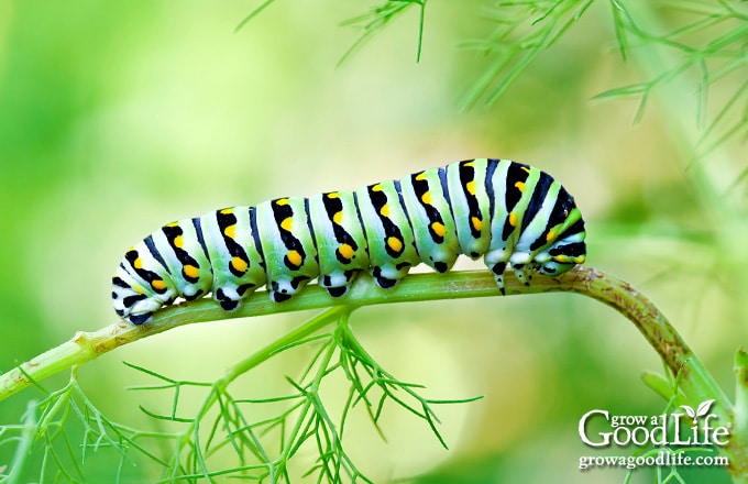 Swallowtail caterpillar on a dill plant.