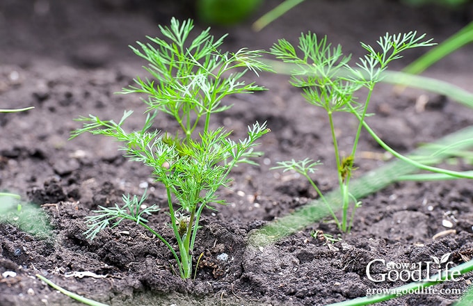 Dill Seedlings