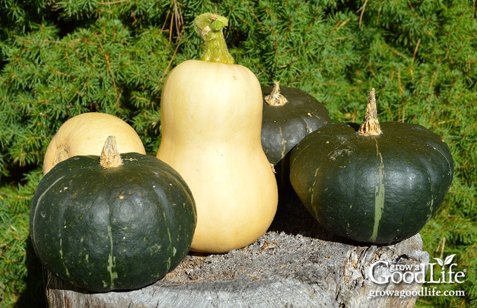 Freshly harvested butternut and Buttercup squash.