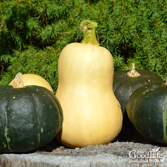 Butternut and buttercup squash on a stump.