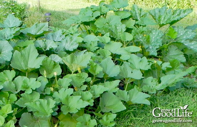 Garden bed filled with squash vines.