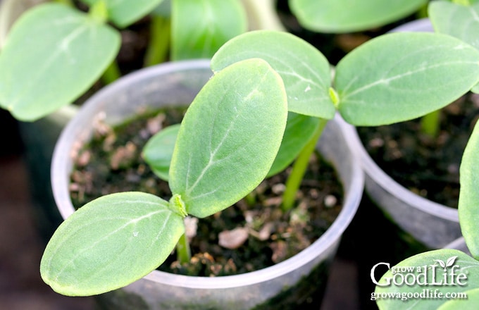 Squash seedlings.