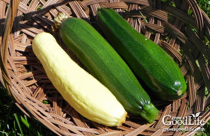 A harvest basket with zucchini and yellow straightneck squash.