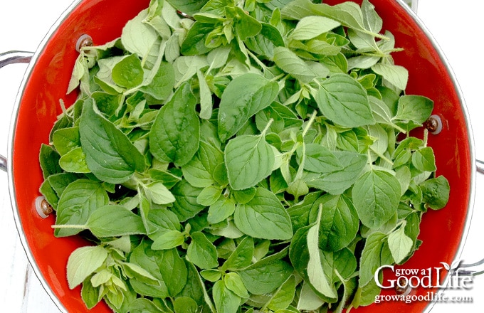 Oregano harvest in a red bowl.
