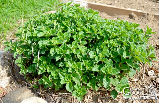 Oregano emerging from the soil in spring.