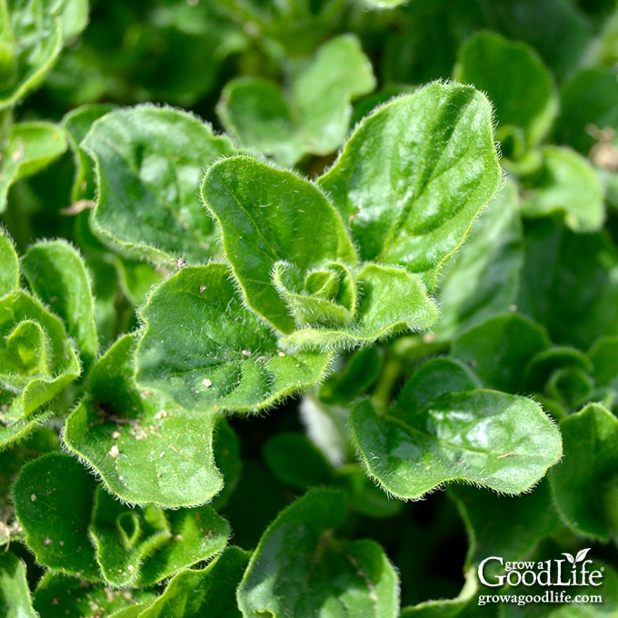 Close up of oregano growing in the garden.