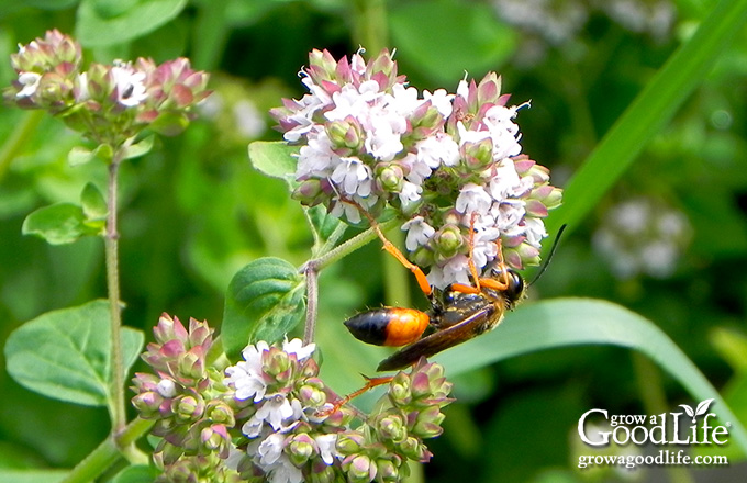 Great golden digger wasp on an oregano flower.