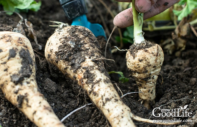Digging up mature parsnips in the garden.