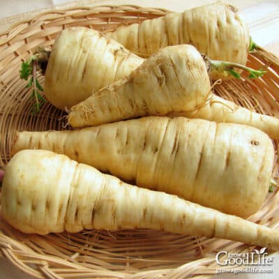 Five parsnip roots in a basket.