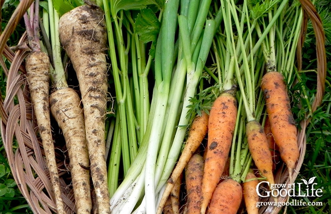 Freshly harvested veggies destined for stew including parsnips, celery, scallions, and carrots.