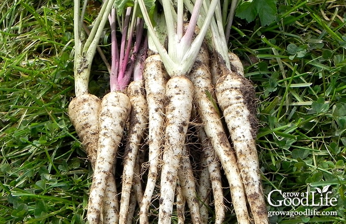 Young parsnips for fresh eating.