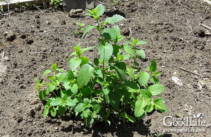 Young lemon balm plant transplanted to the garden.