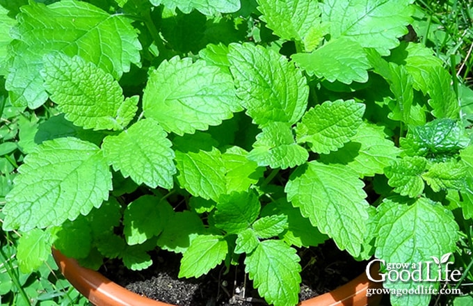 Lemon balm plant in a pot.