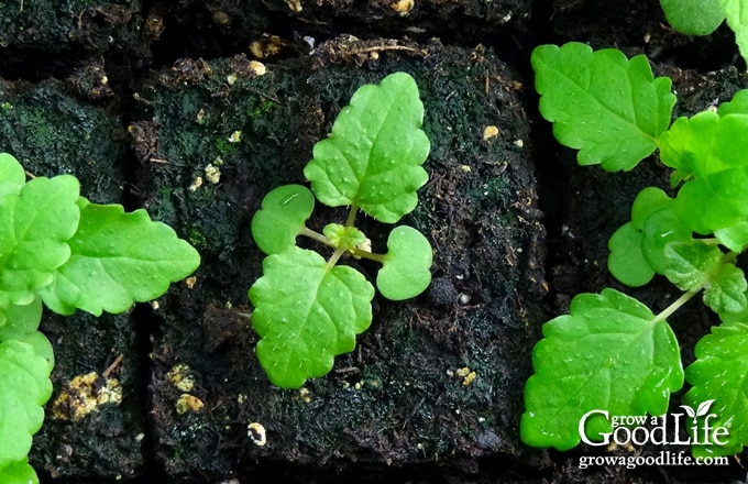 Close up of a lemon balm seedlings.