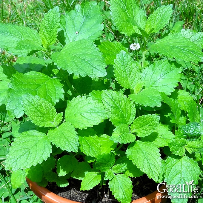 A lemon balm plant in a container.
