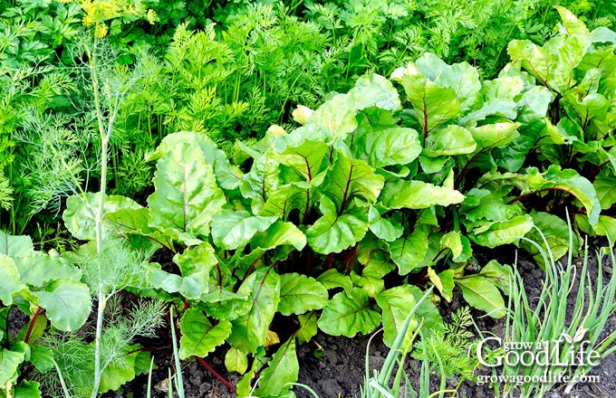 Various greens, beets, chard, and green onions growing in the garden