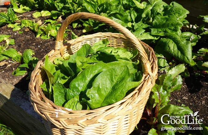 A harvest basket filled with freshly harvested spinach leaves.
