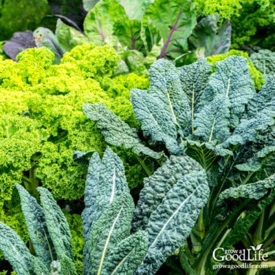 A healthy fall vegetable garden including kale, lettuce, and other leafy greens.