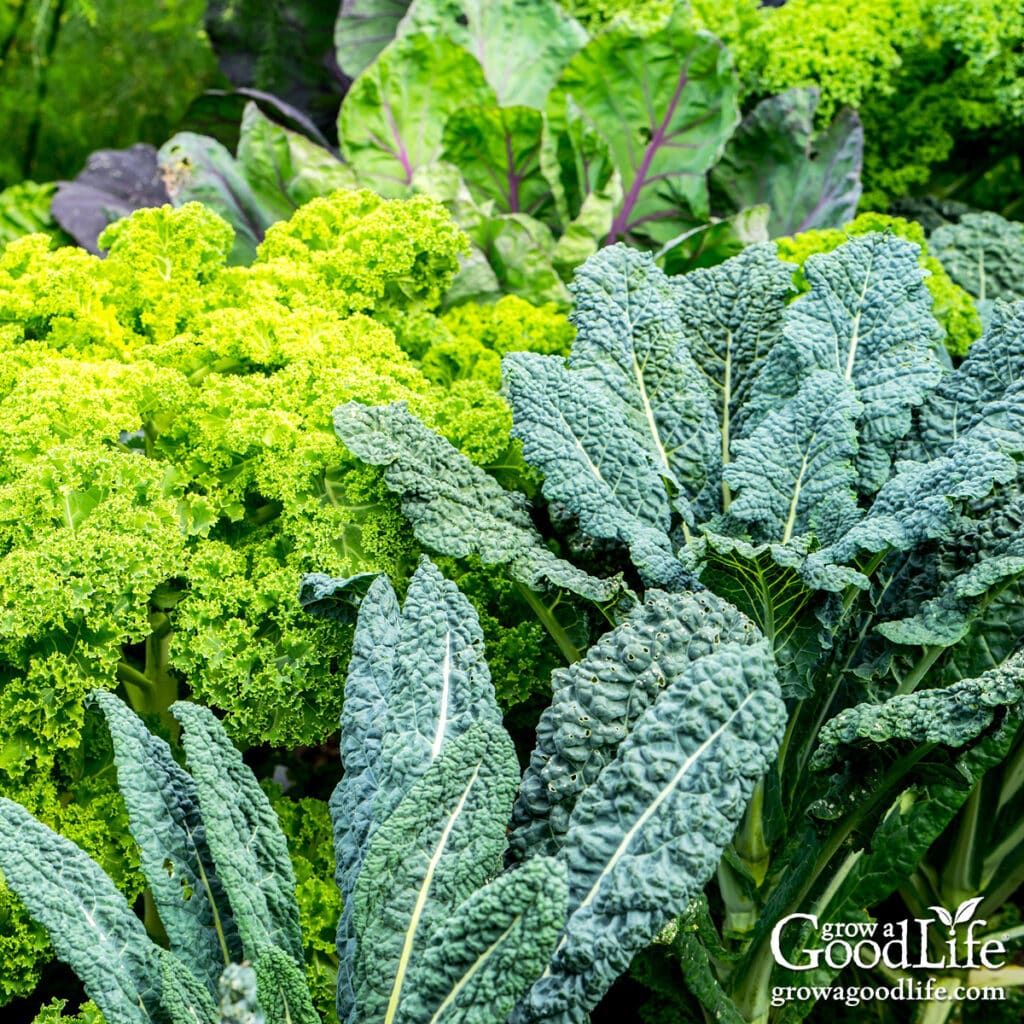 A healthy fall vegetable garden with kale and other healthy greens.