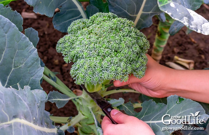 Cutting a head of broccoli from the plant.