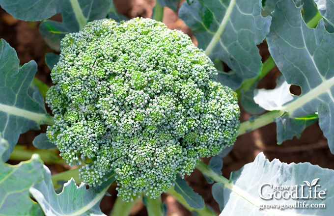 Broccoli head ready for harvesting.