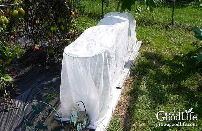 Broccoli plants under row covers to protect from pests.