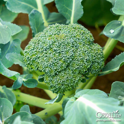 Close up of a head of broccoli growing in the garden.