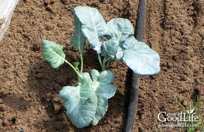 Freshly transplanted broccoli seedlings in the garden.