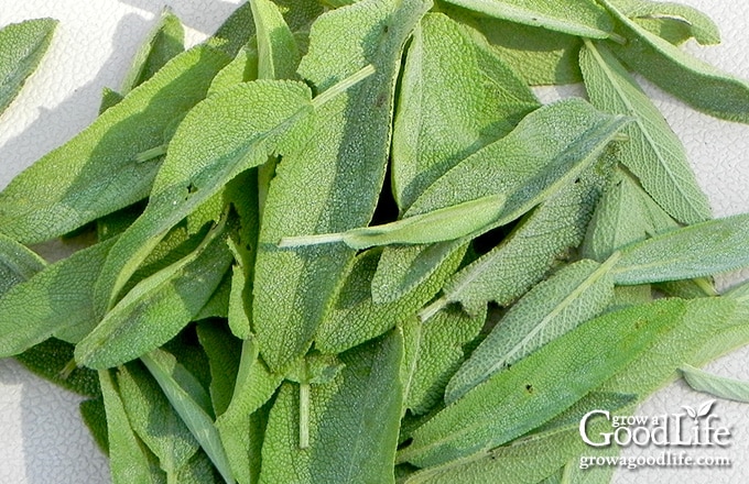 Sage harvest on a towel.